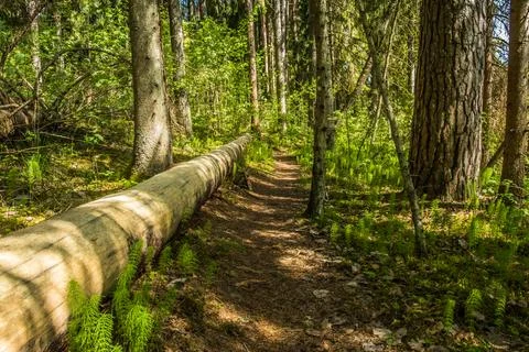 Old dead alder tree trunk lying on ground in fresh deciduous forest Stock Photos