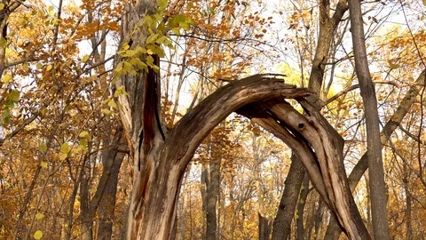Old dead broken tree stands in the autumn forest. Yellow leaves Stock Footage 117185876