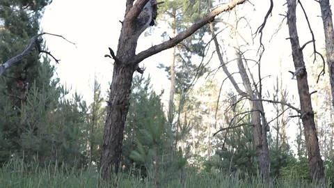 Old dead dry curves of pines in the woods. Panorama Stock Footage 132986016