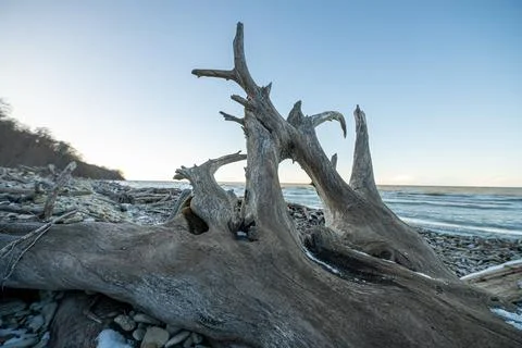 An old dead dry tree on the seashore. Stock Photos