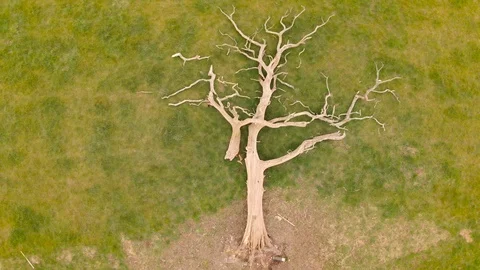 An old dead fallen tree Stock Footage 113447364