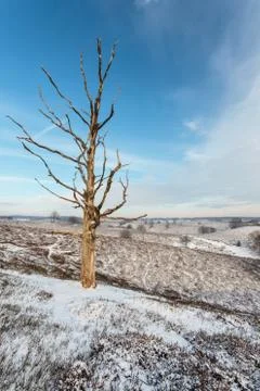 Old dead leafless tree in winter Stock Photos