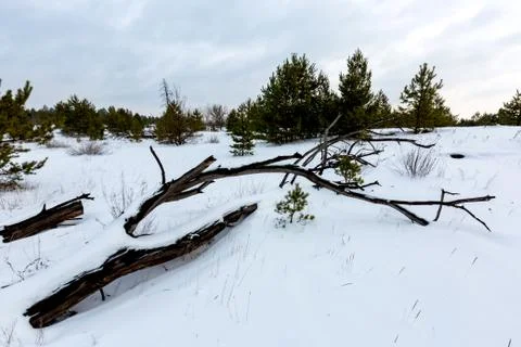 Old dead pine tree in snow Stock Photos