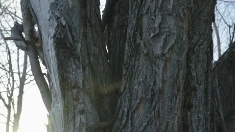 Old dead poplar tree close up on trunk locking up in forest Vídeo Stock 255468702