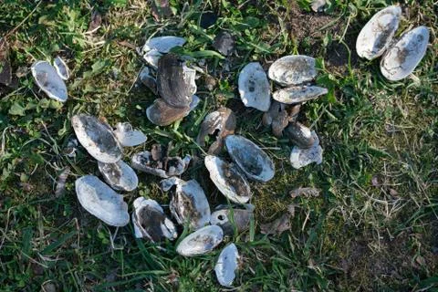 Old dead shells lie on the seashore with no one Stock Photos
