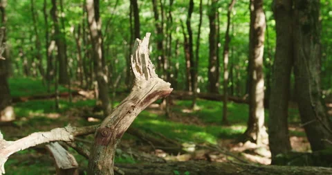 Old dead small tree trunk in the forest Stock Footage 130968483