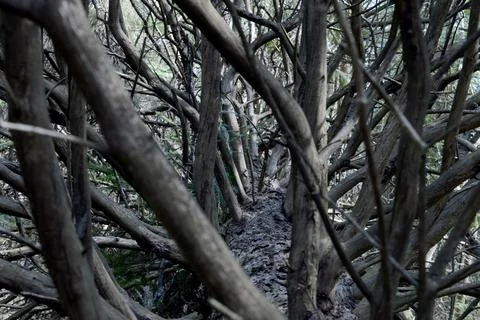 Old Dead Spruce Stock Photos