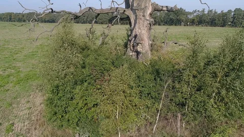 Old dead tree , aerial view Stock Footage 123654973