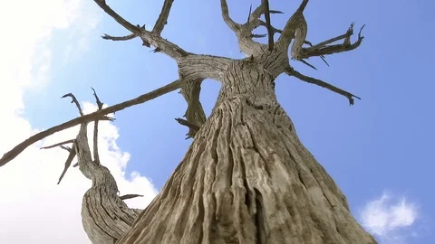 Old dead tree agains a bright blue sky. Stock Footage 103549810