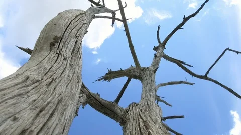 Old dead tree agains a bright blue sky. Stock Footage 103549879