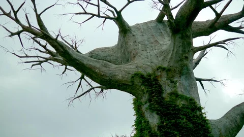 Old dead tree against a gray sky. concept horror halloween. copy space Stock Footage 113072733
