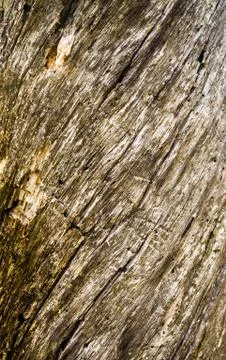 Old dead tree bark texture spiraling upwards Stock Photos