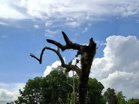 Old dead tree with beautiful blue sky background Stock Photos