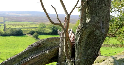 Old Dead Tree Blown by the wind Peak National Park Yorkshire Stock Footage 139743552