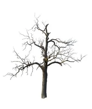 Old dead tree with branches isolated Stock Photos