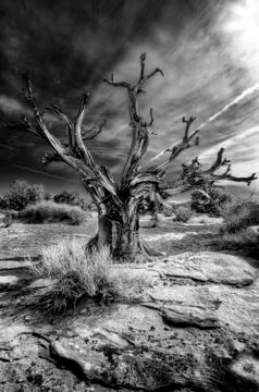 Old Dead Tree in the Desert Stock Photos