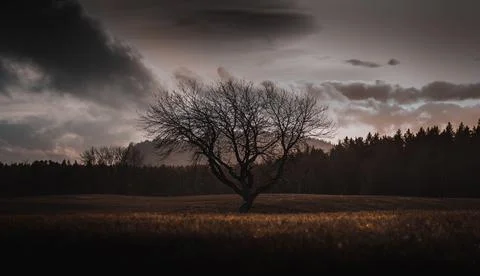 Old dead tree with dramatic look Stock Photos
