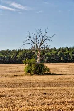 Old dead tree on a field in summer Stock Photos