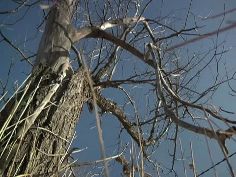 Old dead tree 库存影片 10588626