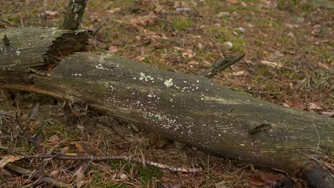 Old dead tree in forest Stock Footage 106221842