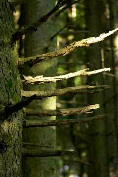 Old dead tree in the forest Stock Photos