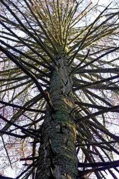 Old dead tree in the forest Stock Photos