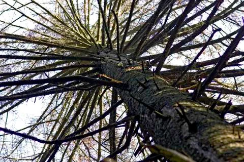 Old dead tree in the forest Stock Photos