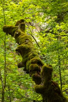An old dead tree full of moos in a forest in tyrol, Austria. Stock Photos