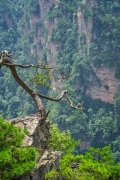 Old dead tree growing on top of the stone pillar in Zhangjiajie Stock Photos