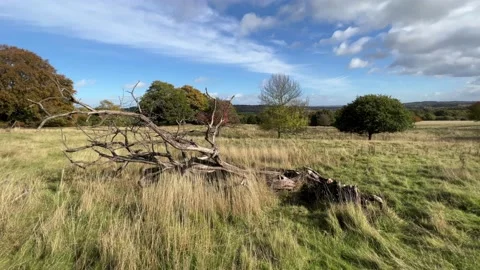 Old dead tree laying in a sunlit field with trees in the background. Stockbeeldmateriaal 236371962