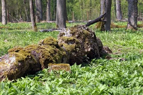 Old dead tree with moss Foto stock