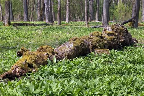 Old dead tree with moss Stock Photos