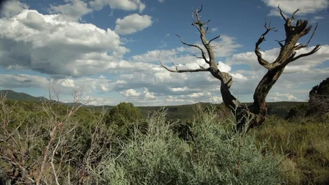 Old dead tree in mountain landscape Stock Footage 104877572