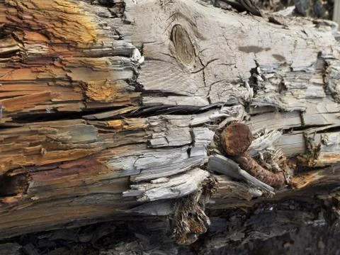 Old dead tree Stock Photos