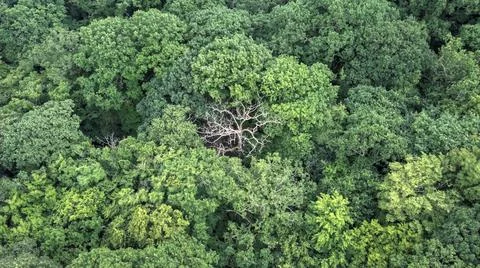 An old dead tree Stock Photos