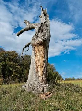 Old Dead Tree Stock Photos
