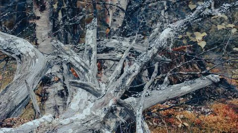 Old dead tree Stock Photos
