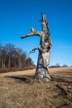 Old dead tree Stock Photos