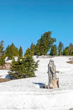Old dead tree in snow at lassen  national park Stock Photos