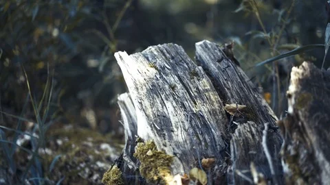 Old dead tree stump after a tree was cut down in the park. Video stock 94113733
