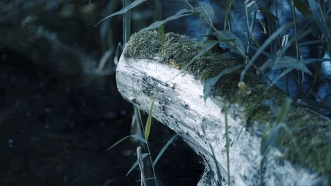 Old dead tree stump after a tree was cut down next to the lake Video stock 94113899