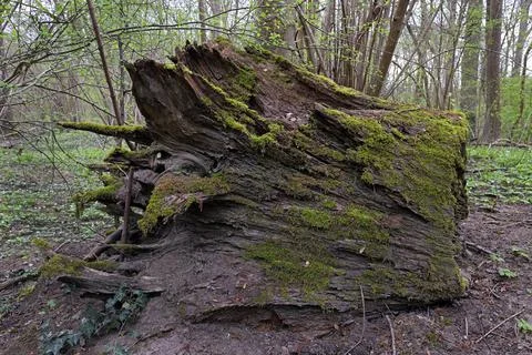 Old dead tree stump with moss Stock Photos