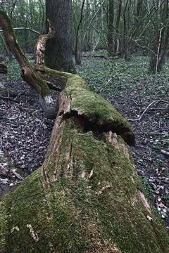 Old dead tree stump with moss Stock Photos