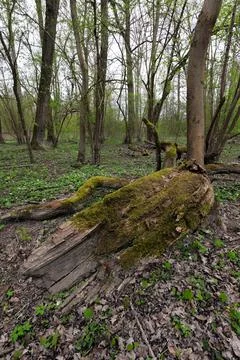 Old dead tree stump with moss Stock Photos