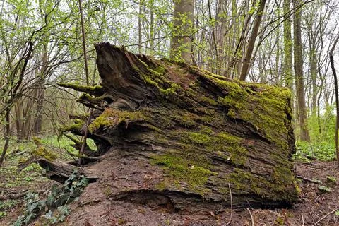Old dead tree stump with moss Stock Photos