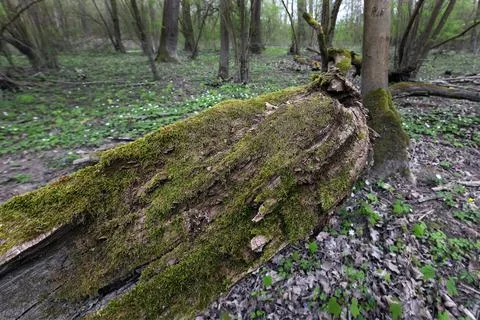 Old dead tree stump with moss Stock Photos