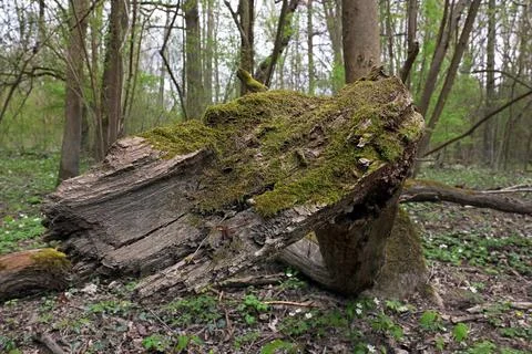 Old dead tree stump with moss Foto stock