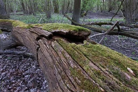 Old dead tree stump with moss Stock Photos