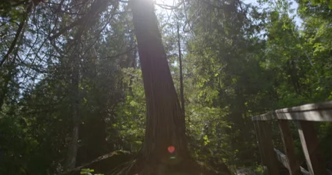 Old dead tree in sunlight with lens flares / Hand held tilt down / Slow motion Stockbeeldmateriaal 130913394