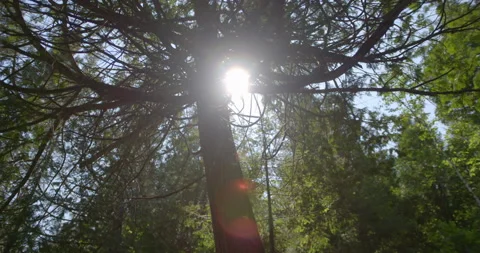 Old dead tree in sunlight with lens flares / Hand held / Slow motion Vídeo Stock 130913402